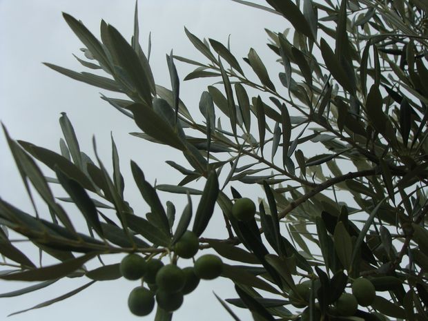 Drzewo oliwkowe