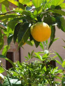 Lemon Tree in Perugia