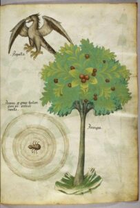 warsztaty kaligrafii w Perugii Littera Nova Szkoła Kaligrafii